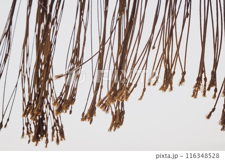 A detailed view of numerous ropes against a white backdrop A detailed view of numerous ropes against a white backdrop 116348528