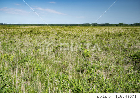 霧多布湿原 霧多布湿原 116348671