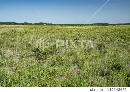 霧多布湿原 霧多布湿原 116348673