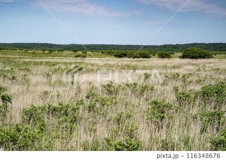 霧多布湿原 116348676