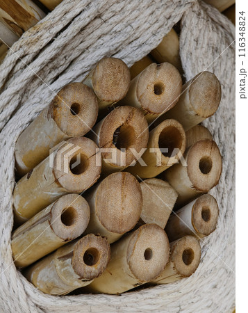 A detailed view of a wooden bamboo ceiling with perforations 116348824