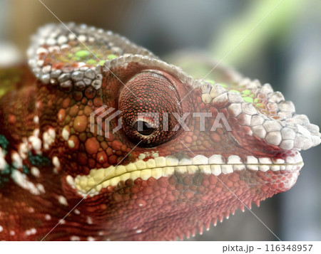 A detailed view of a chameleon in a natural habitat 116348957
