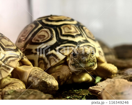 Large brown sea turtle in its natural habitat Large brown sea turtle in its natural habitat 116349246