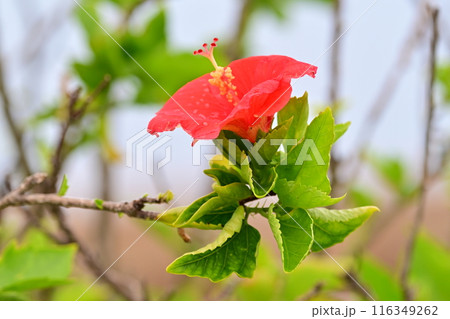 海岸で咲く赤いハイビスカスの花 116349262