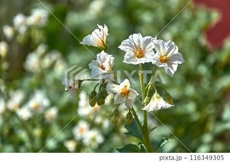 Blooming potatoes are white on a green background. 116349305