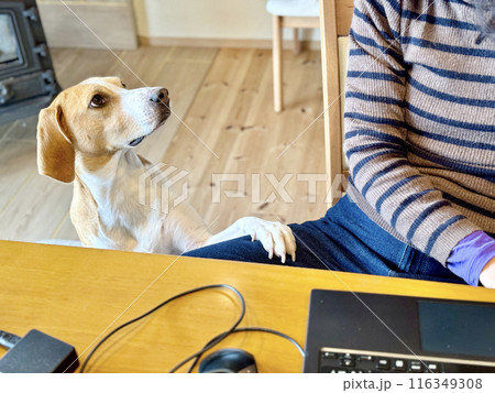 リモートワーク中に太ももに前足を乗せる犬 116349308