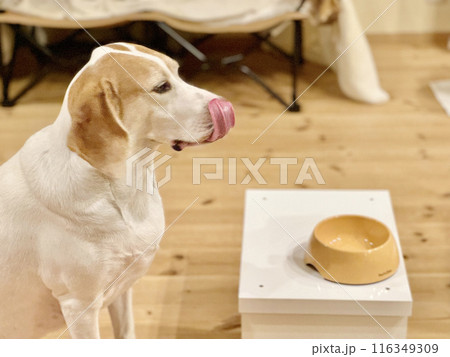 空のフードボウルの前で舌で鼻をなめる犬 空のフードボウルの前で舌で鼻をなめる犬 116349309