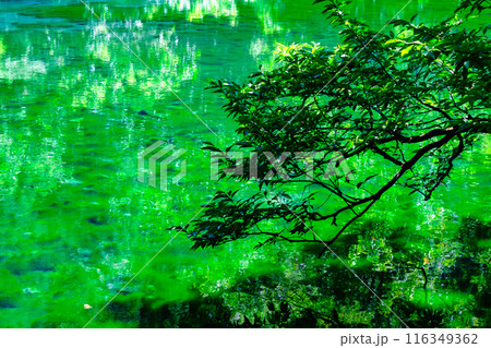 龍ヶ窪(竜ヶ窪) 龍ヶ窪(竜ヶ窪) 116349362