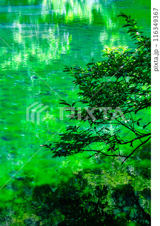 龍ヶ窪（竜ヶ窪） 116349367