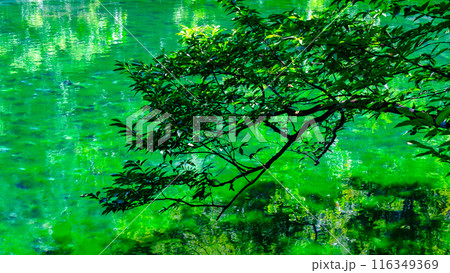 龍ヶ窪（竜ヶ窪） 116349369