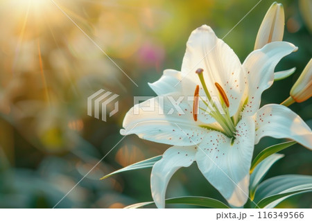 A white lily flower with a green stem is in a field of green grass 116349566