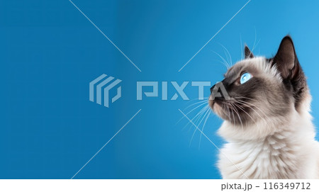Siamese Cat Sitting Gracefully on Blue Background Concept Ample Space for Text 116349712