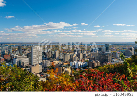Downtown Montreal city skyline in autumn. Montreal, Quebec, Canada. View from the Kondiaronk lookout, Mount Royal. 116349953