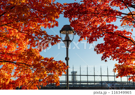 Red maples in Old Port of Montreal in autumn. Montreal, Quebec, Canada. 116349965