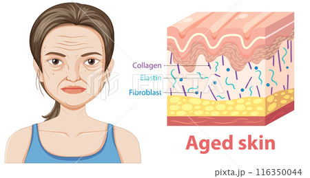 Aged Skin and Its Components 116350044