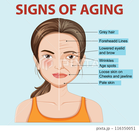 Signs of Aging Illustration Signs of Aging Illustration 116350051