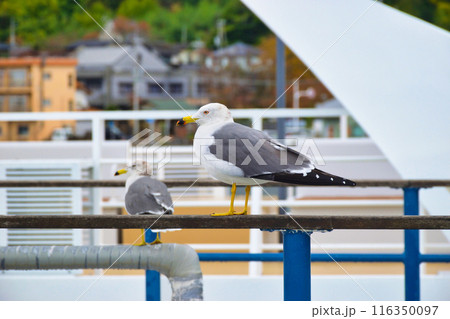 天橋立観光船のりば 　一の宮桟橋の風景（京都府宮津市） 116350097