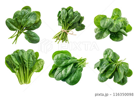 Spinach Collection Bundle Set Isolated on a Transparent Background 116350098