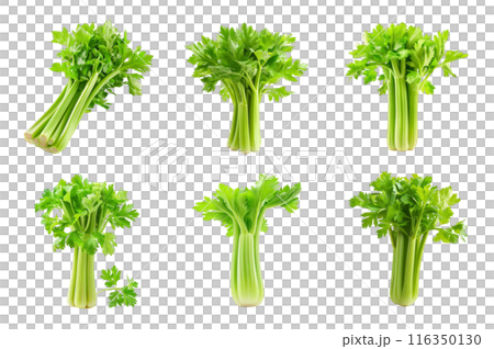 Celery Collection Bundle Set Isolated on a Transparent Background 116350130