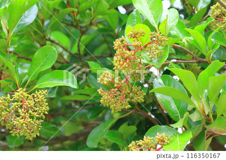 珊瑚樹（サンゴジュ）の若い実と赤い茎 116350167