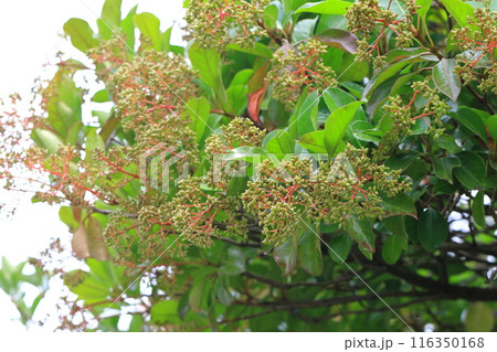 珊瑚樹(サンゴジュ)の若い実と赤い茎 珊瑚樹(サンゴジュ)の若い実と赤い茎 116350168