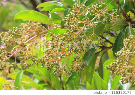 珊瑚樹(サンゴジュ)の若い実と赤い茎 珊瑚樹(サンゴジュ)の若い実と赤い茎 116350175
