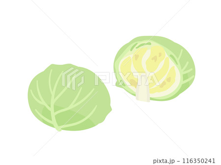 半分に切ったキャベツ 116350241