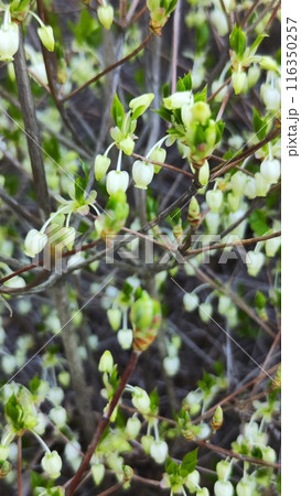 霞間ヶ渓の自然は、あなたの心を包み込む 116350257