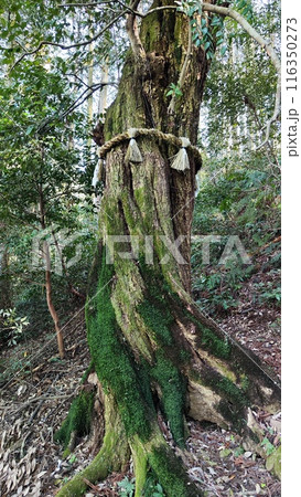 霞間ヶ渓の自然は、あなたの心を包み込む 霞間ヶ渓の自然は、あなたの心を包み込む 116350273