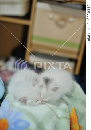遊び疲れてぐっすり眠る兄妹の白猫 116350336
