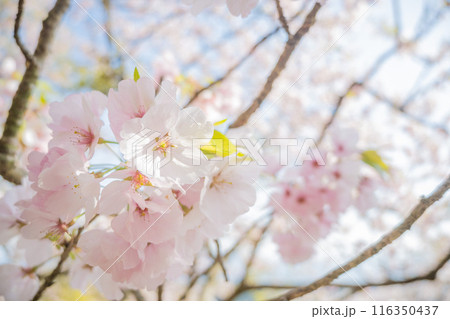 春の光を浴びる桜の花　4月の桜の木下で花見をする　遅れた開花時期 116350437