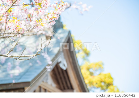 春の光を浴びる桜の花　4月の桜の木下で花見をする　遅れた開花時期 116350442