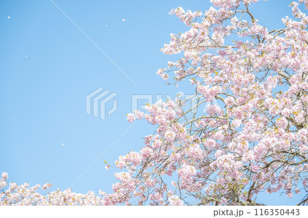 春の光を浴びる桜の花　4月の桜の木下で花見をする　遅れた開花時期 116350443