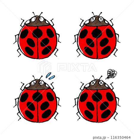 ナナホシテントウムシセット 116350464