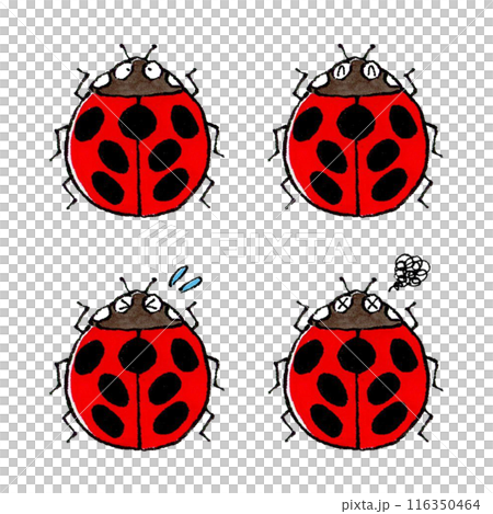 七星瓢蟲套裝 七星瓢蟲套裝 116350464