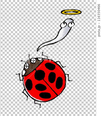 死瓢蟲 死瓢蟲 116350466