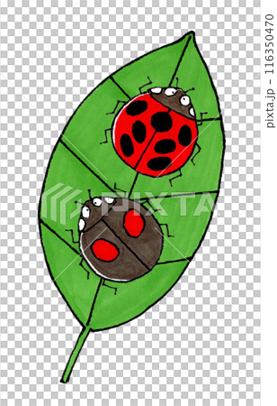 Seven-spotted ladybird and two-spotted ladybird and leaves 116350470