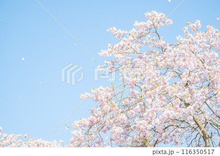 春の光を浴びる桜の花　4月の桜の木下で花見をする　遅れた開花時期 116350517