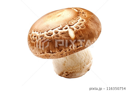 Brown cap Cremini mushroom with a white stem is isolated on a white background Brown cap Cremini mushroom with a white stem is isolated on a white background 116350754