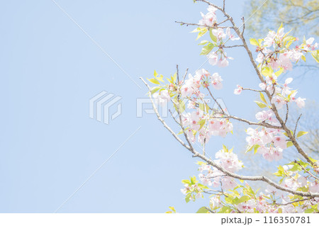 春の光を浴びる桜の花　4月の桜の木下で花見をする　遅れた開花時期 116350781