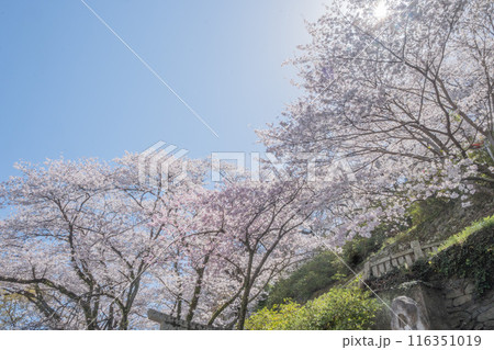 春の光を浴びる桜の花　4月の桜の木下で花見をする　遅れた開花時期 116351019