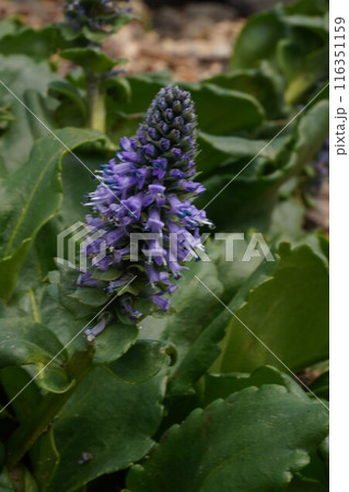 大雪山の固有種　ホソバウルップソウ 116351159