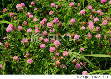 ムラサキツメクサ 116351171