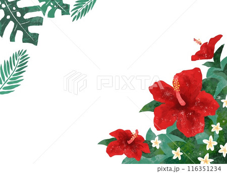 ハイビスカスの南国イメージイラスト 花の背景フレーム ハイビスカスの南国イメージイラスト 花の背景フレーム 116351234