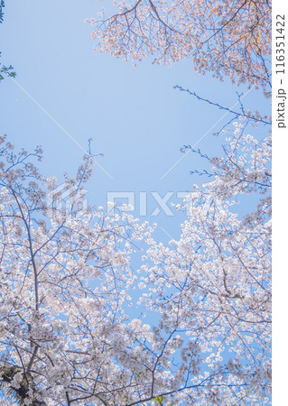 春の光を浴びる桜の花　4月の桜の木下で花見をする　遅れた開花時期 116351422