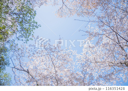 春の光を浴びる桜の花　4月の桜の木下で花見をする　遅れた開花時期 116351428