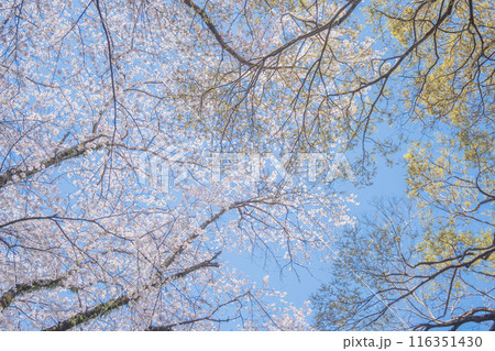 春の光を浴びる桜の花　4月の桜の木下で花見をする　遅れた開花時期 116351430