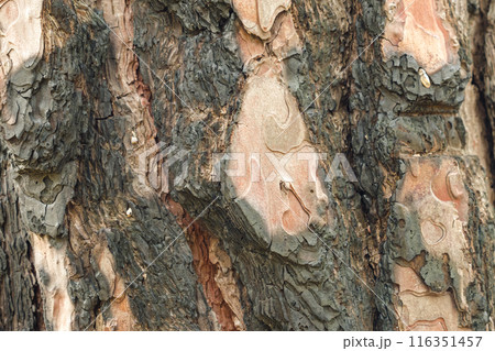 Close-up of tree bark with intricate textures and patterns showing a combination of rough dark brown areas and smoother lighter patches. Background image of pine tree bark. 116351457