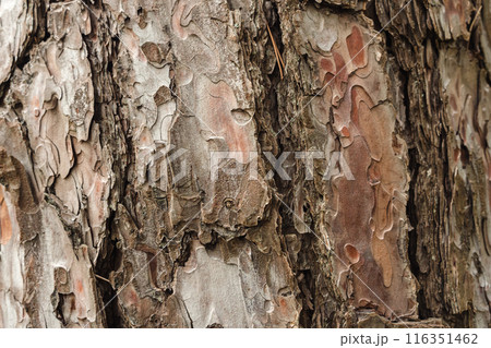 Close-up of textured pine bark in various shades of brown and grey, showing the complex patterns and layers of the wood. 116351462
