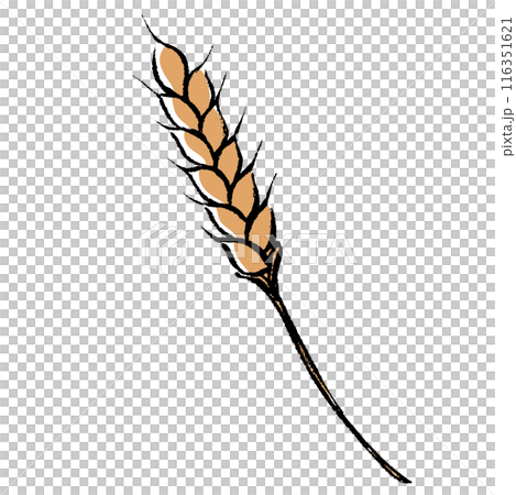 Brush-touch wheat illustration Brush-touch wheat illustration 116351621